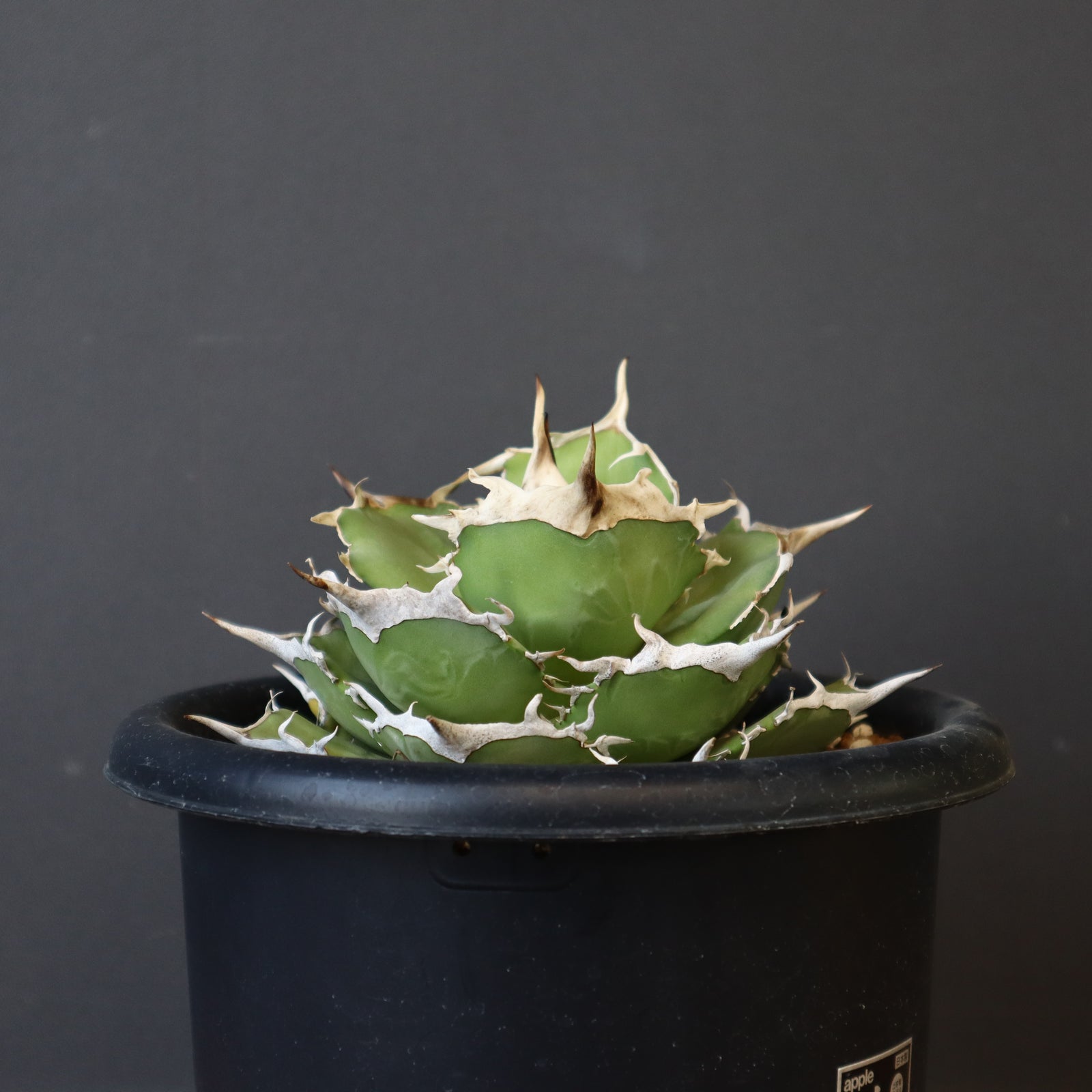 アガベ　巨獣 DRAGON AGAVE】アガベ 巨獣 EC19 – TaiShoDo ONLINE SHOP