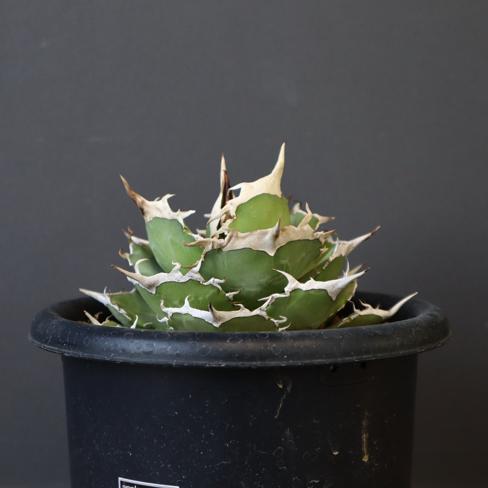 アガベ 　巨大 アガベ 巨大 特大