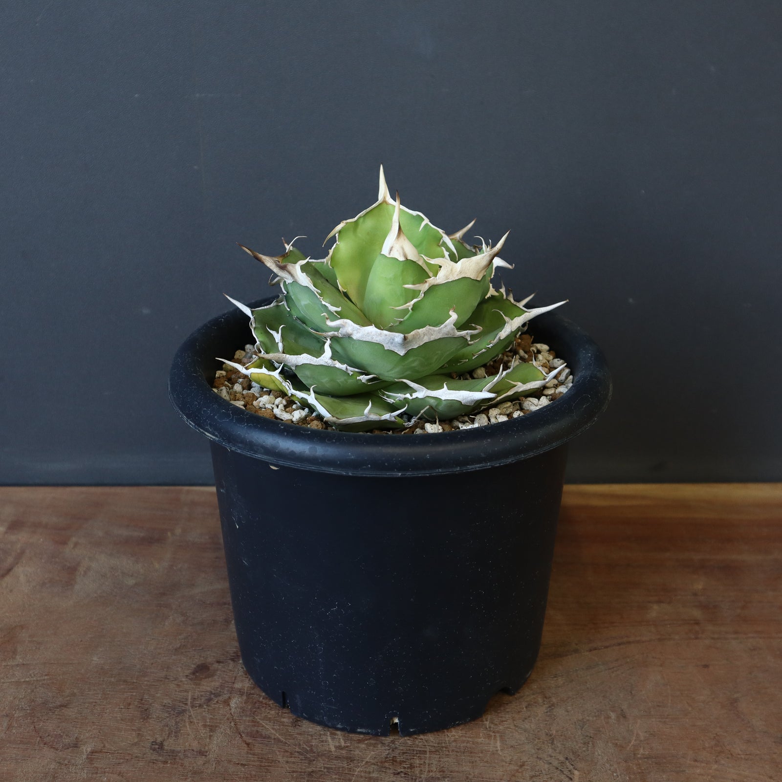 アガベ　巨獣 DRAGON AGAVE】アガベ 巨獣 EC19 – TaiShoDo ONLINE SHOP