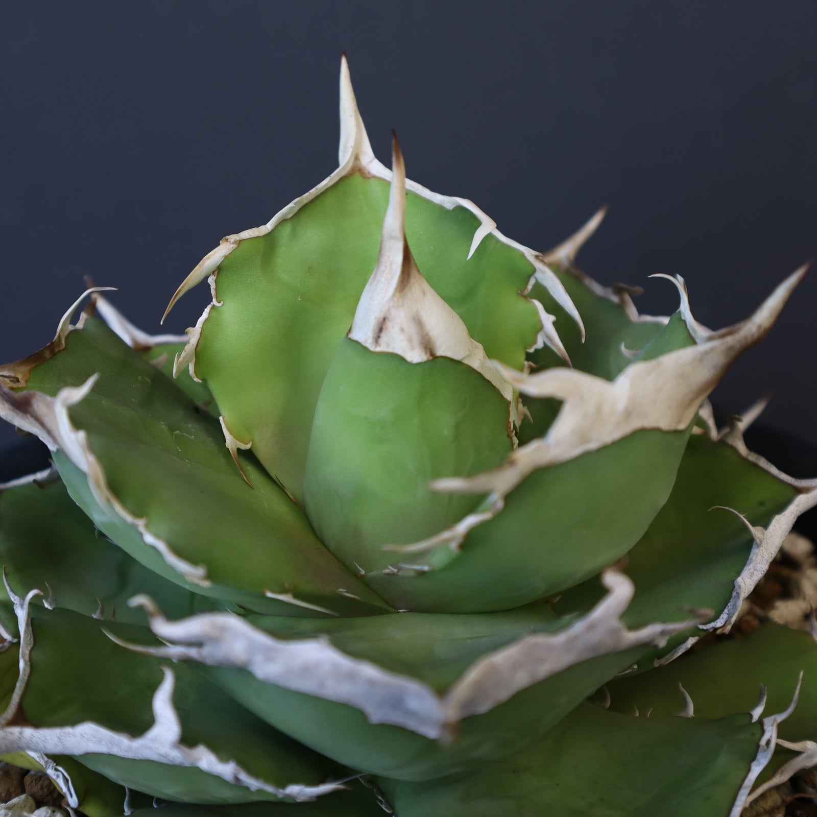 アガベ　巨獣 DRAGON AGAVE】アガベ 巨獣 EC19 – TaiShoDo ONLINE SHOP