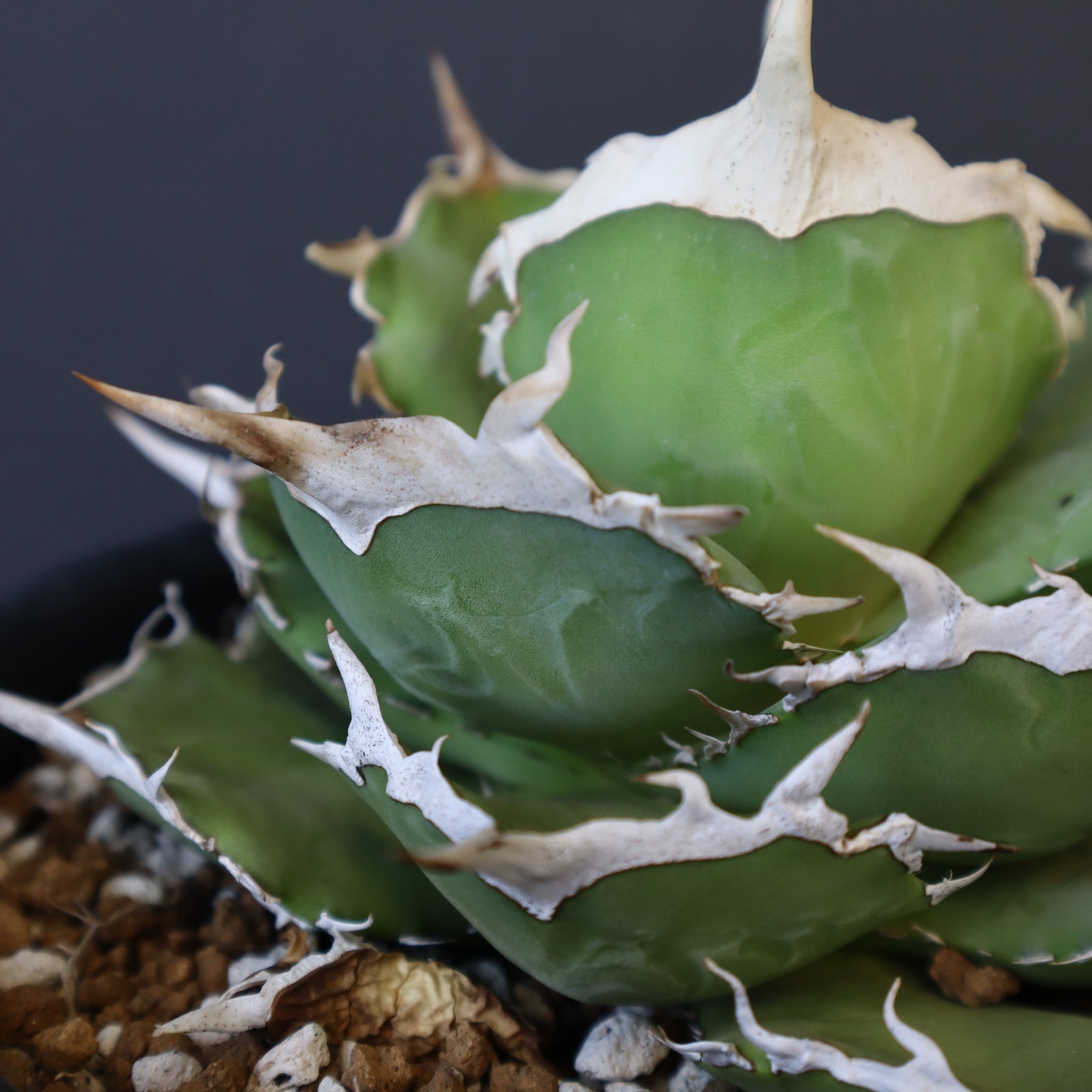 DRAGON AGAVE】アガベ 巨獣 EC19 – TaiShoDo ONLINE SHOP