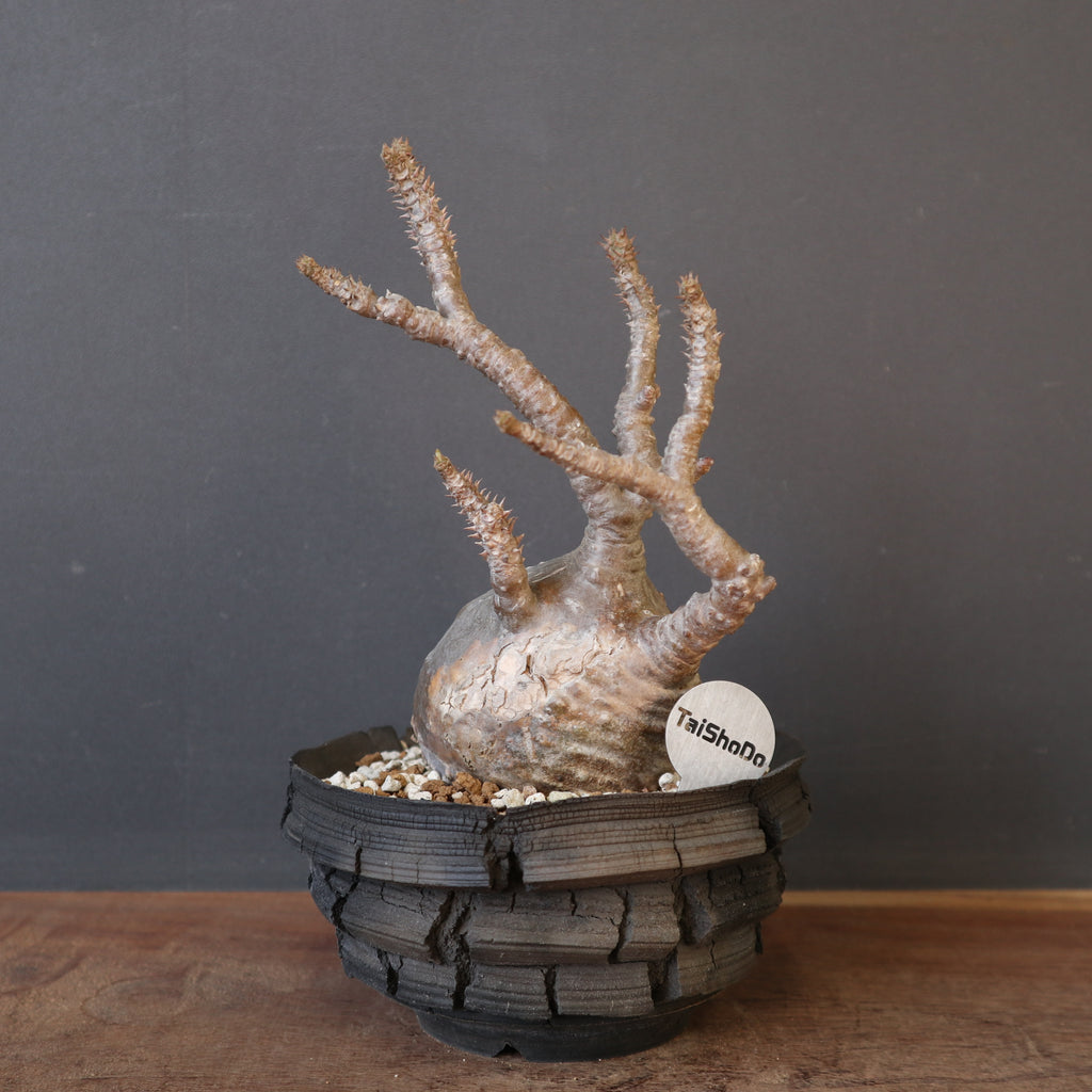 宮島將實陶器鉢】P.ウィンゾリー 14 – TaiShoDo ONLINE SHOP