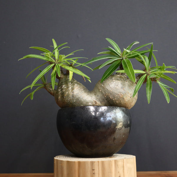 塊根植物 – 9ページ目 – TaiShoDo ONLINE SHOP