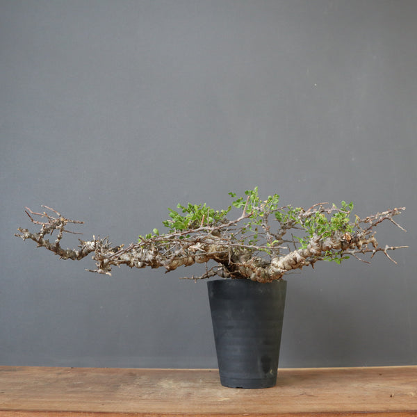 C.エイル 40 – TaiShoDo ONLINE SHOP