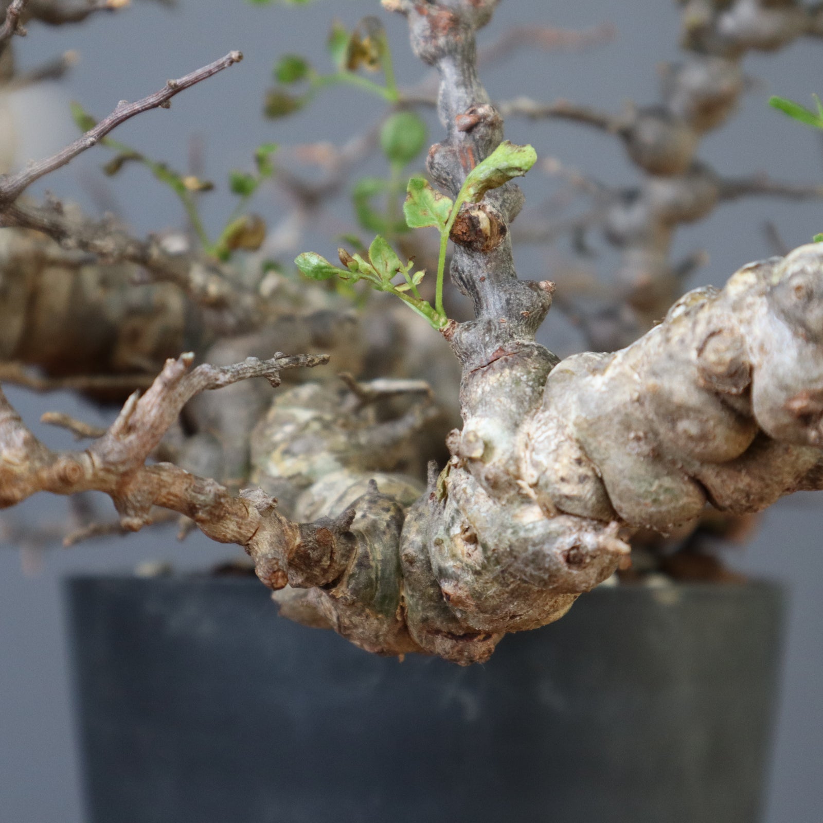 コミフォラ　エイル　枝　4本　芽吹有り　枝挿しに コミフォラ エイル 枝 4本 芽吹有り 枝挿しに コミフォラ エイル 枝 4