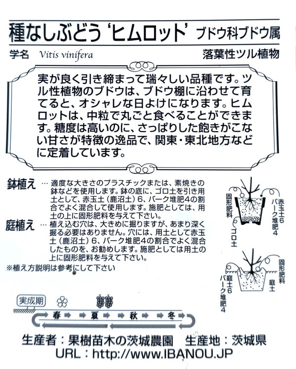 ぶどう ’ヒムロット’ 種なし