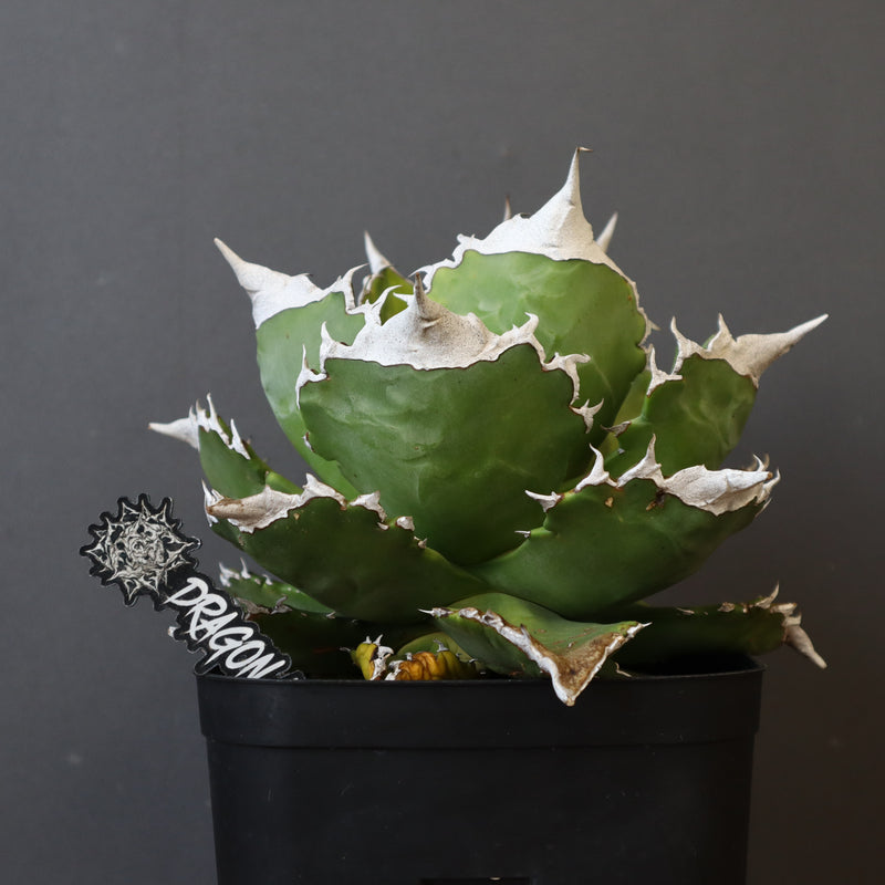 【DRAGON AGAVE】アガベ 超大白火焔 EC23