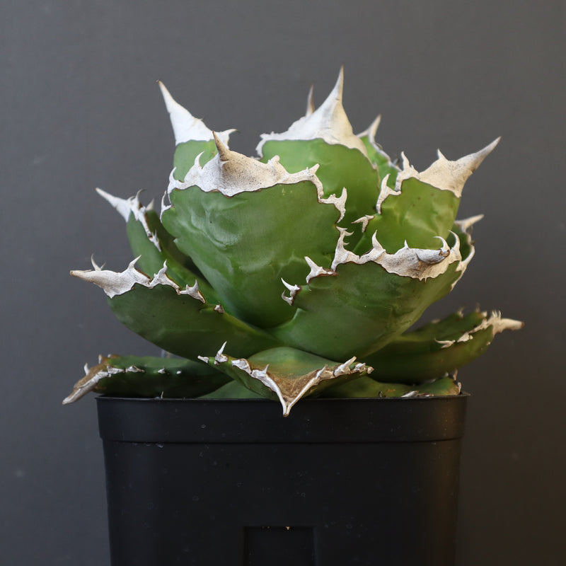 【DRAGON AGAVE】アガベ 超大白火焔 EC23