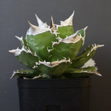 【DRAGON AGAVE】アガベ 超大白火焔 EC23