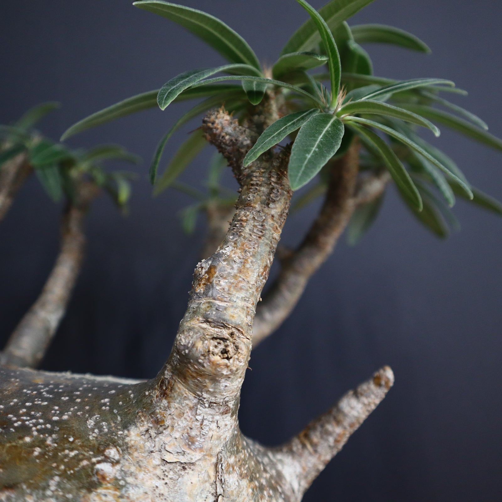 Amazon.co.jp: 菊地元野 植木鉢 鉢 8labo アガベ パキプス