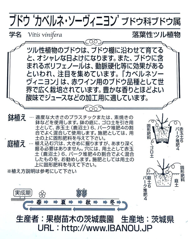 ぶどう ’カベルネソーヴィニヨン’