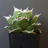 【DRAGON AGAVE】アガベ 超大白火焔 EC23
