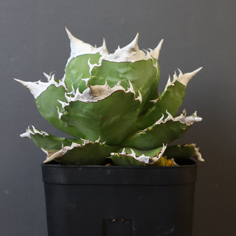【DRAGON AGAVE】アガベ 超大白火焔 EC23
