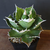 【DRAGON AGAVE】アガベ 超大白火焔 EC23