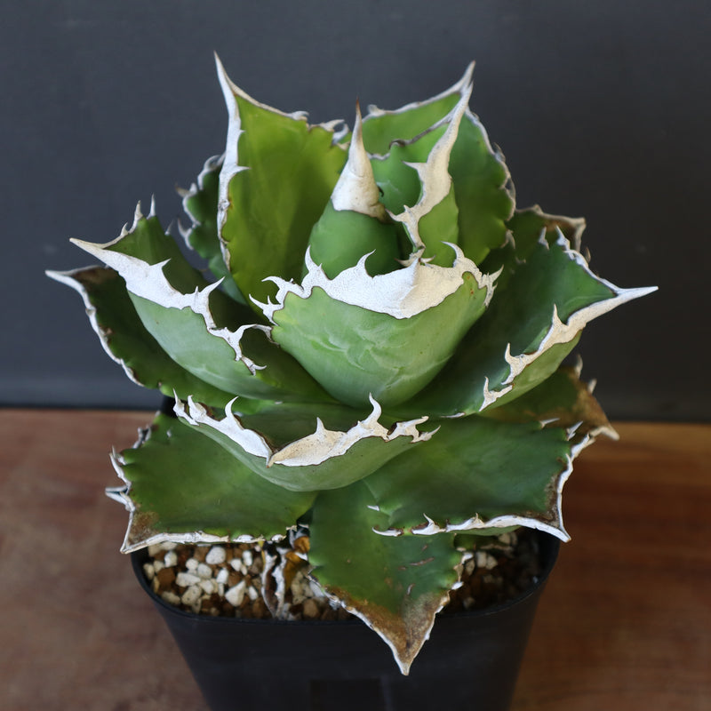 【DRAGON AGAVE】アガベ 超大白火焔 EC23
