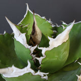 【DRAGON AGAVE】アガベ 超大白火焔 EC23