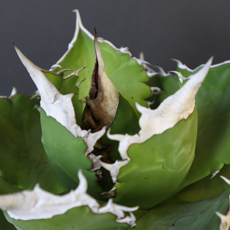 【DRAGON AGAVE】アガベ 超大白火焔 EC23