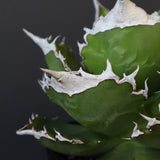 【DRAGON AGAVE】アガベ 超大白火焔 EC23