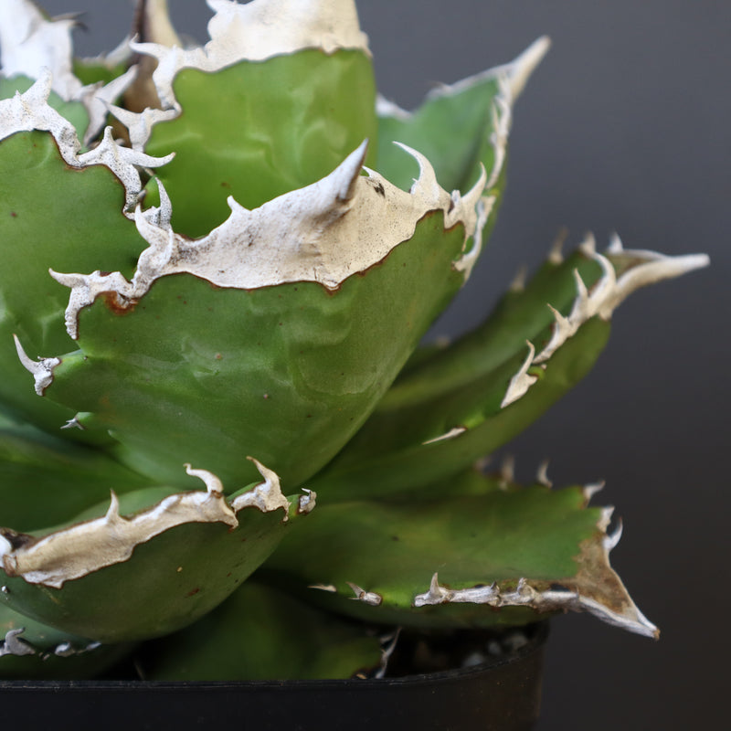【DRAGON AGAVE】アガベ 超大白火焔 EC23