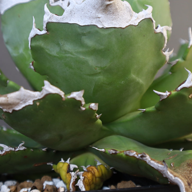 【DRAGON AGAVE】アガベ 超大白火焔 EC23