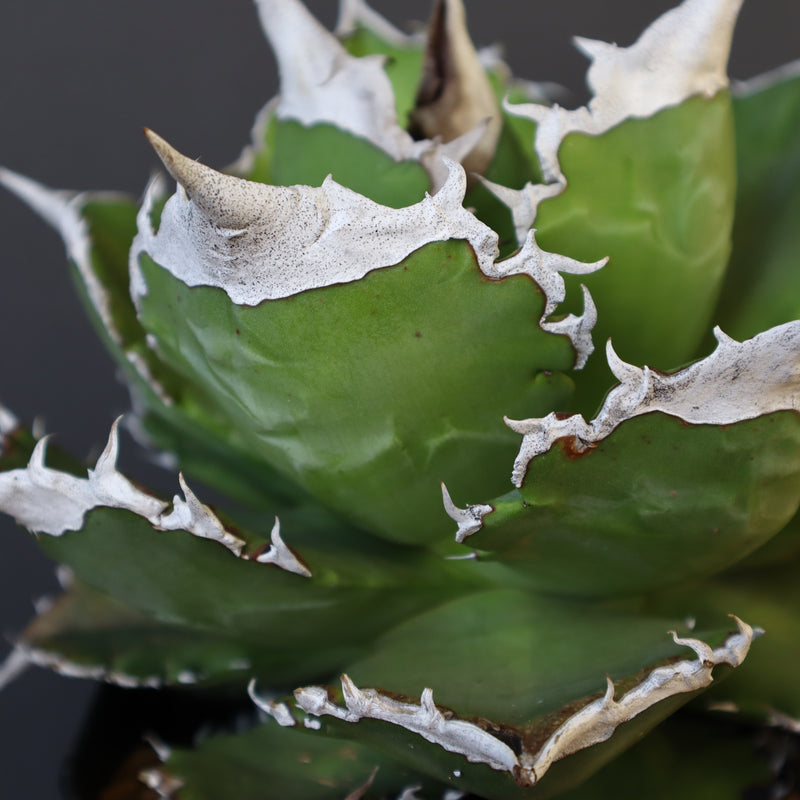 【DRAGON AGAVE】アガベ 超大白火焔 EC23
