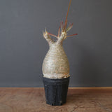 P.グラキリス 2063