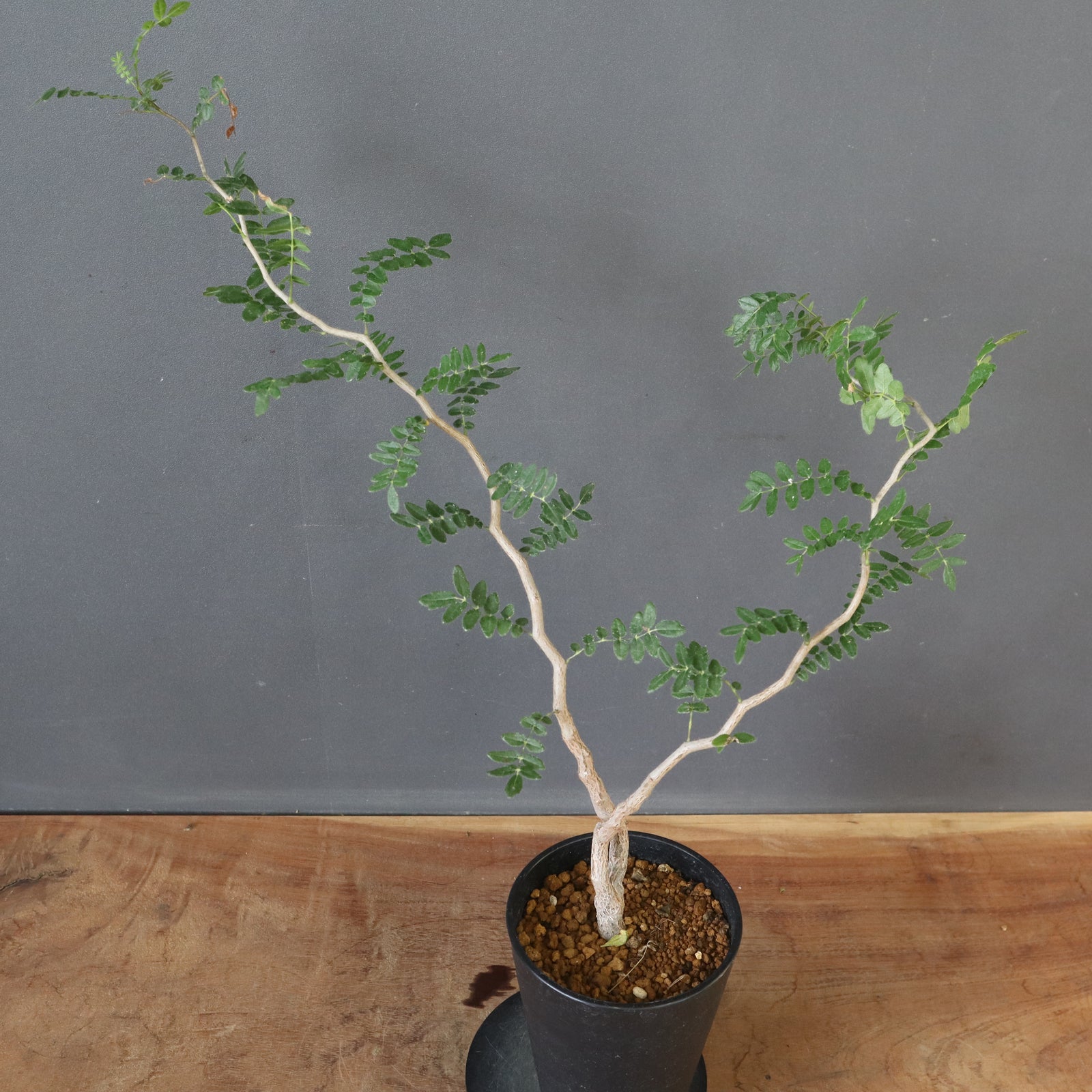 IROTSUKU　コミフォラ モンストローサ 発根済 特大 幹極太 コミフォラ モンストローサ /Commiphora monstrosa 発根済 (幹幅約6.