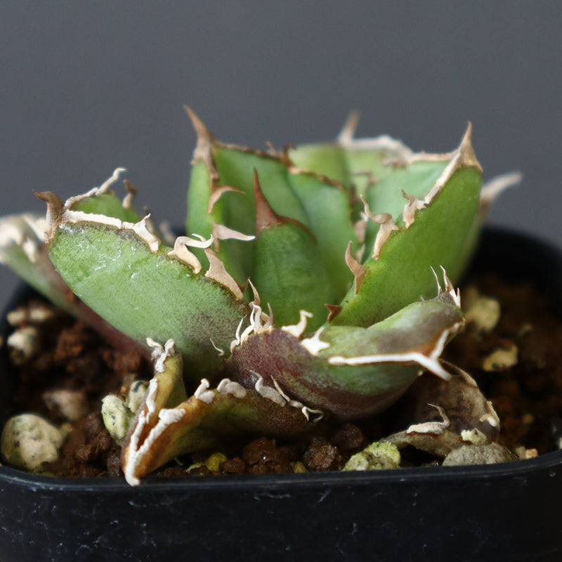 アガベ　確認用 Gardening/Agave] I can't remove the sawtooth from my Agave