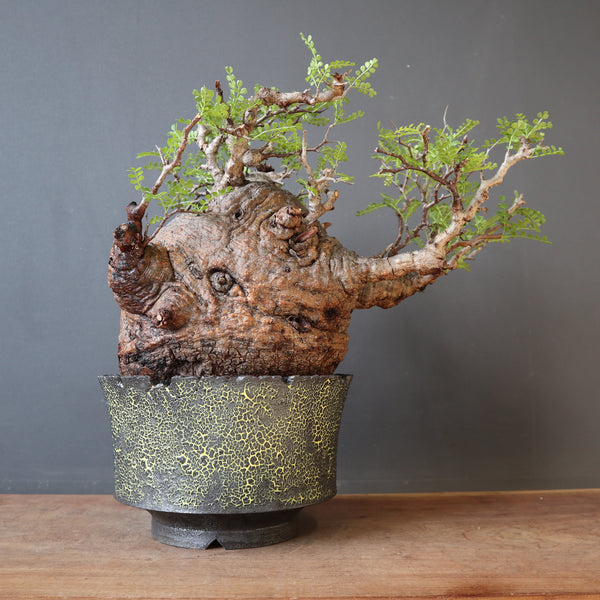 オペルクリカリア・パキプス – TaiShoDo ONLINE SHOP