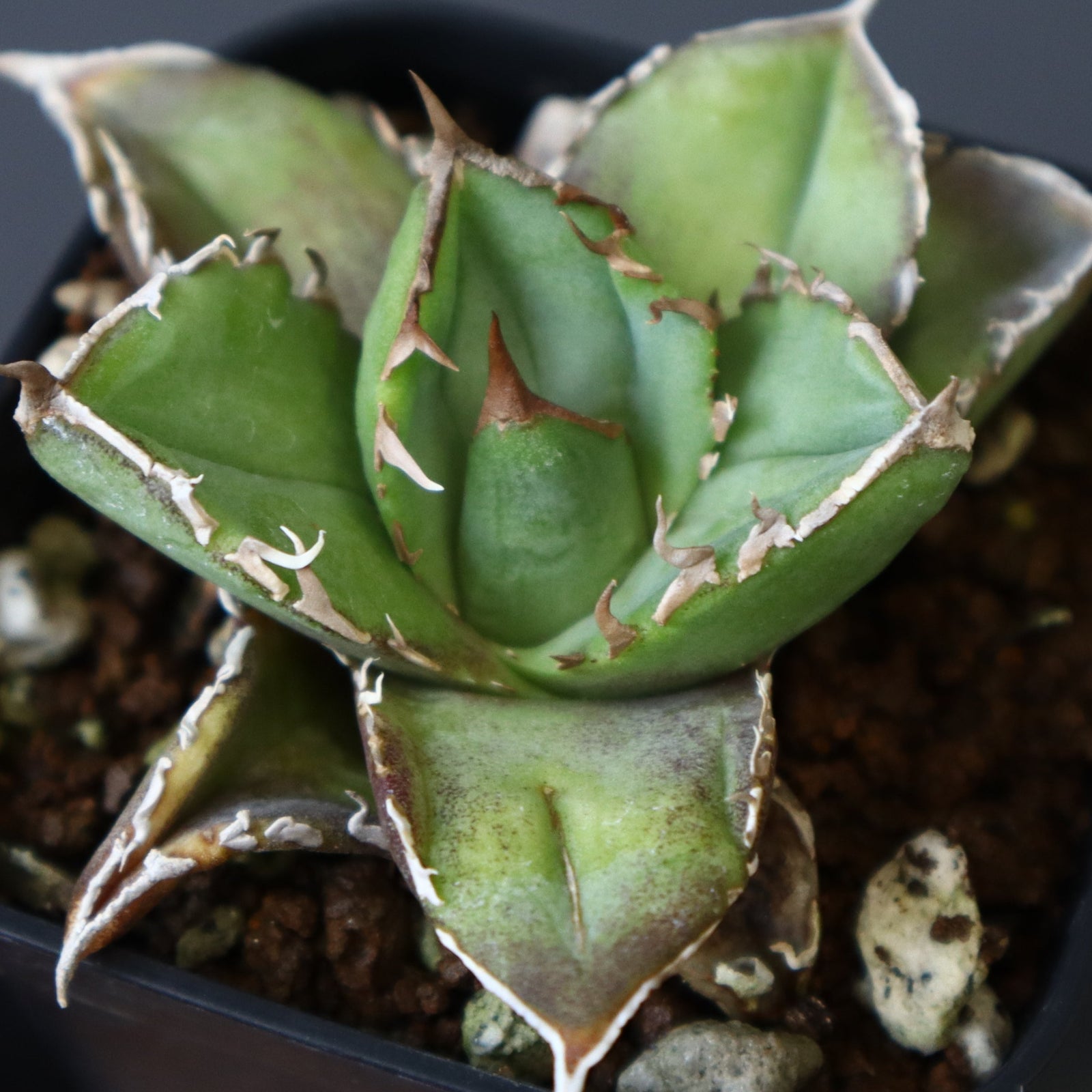DRAGON AGAVE】アガベ CJ9 EC14 – TaiShoDo ONLINE SHOP