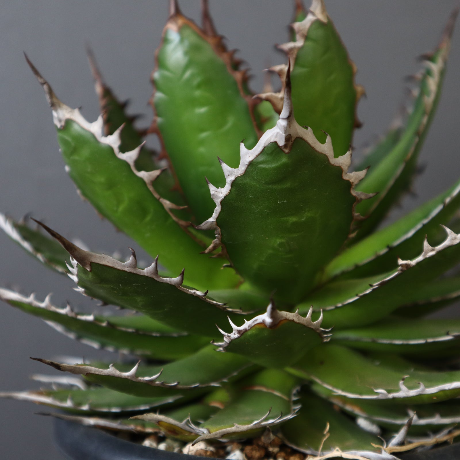 DRAGON AGAVE】アガベ 姫ホリダ EC20 – TaiShoDo ONLINE SHOP