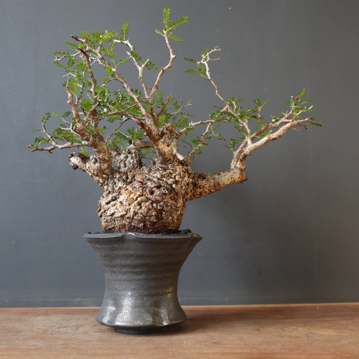 塊根植物 – TaiShoDo ONLINE SHOP