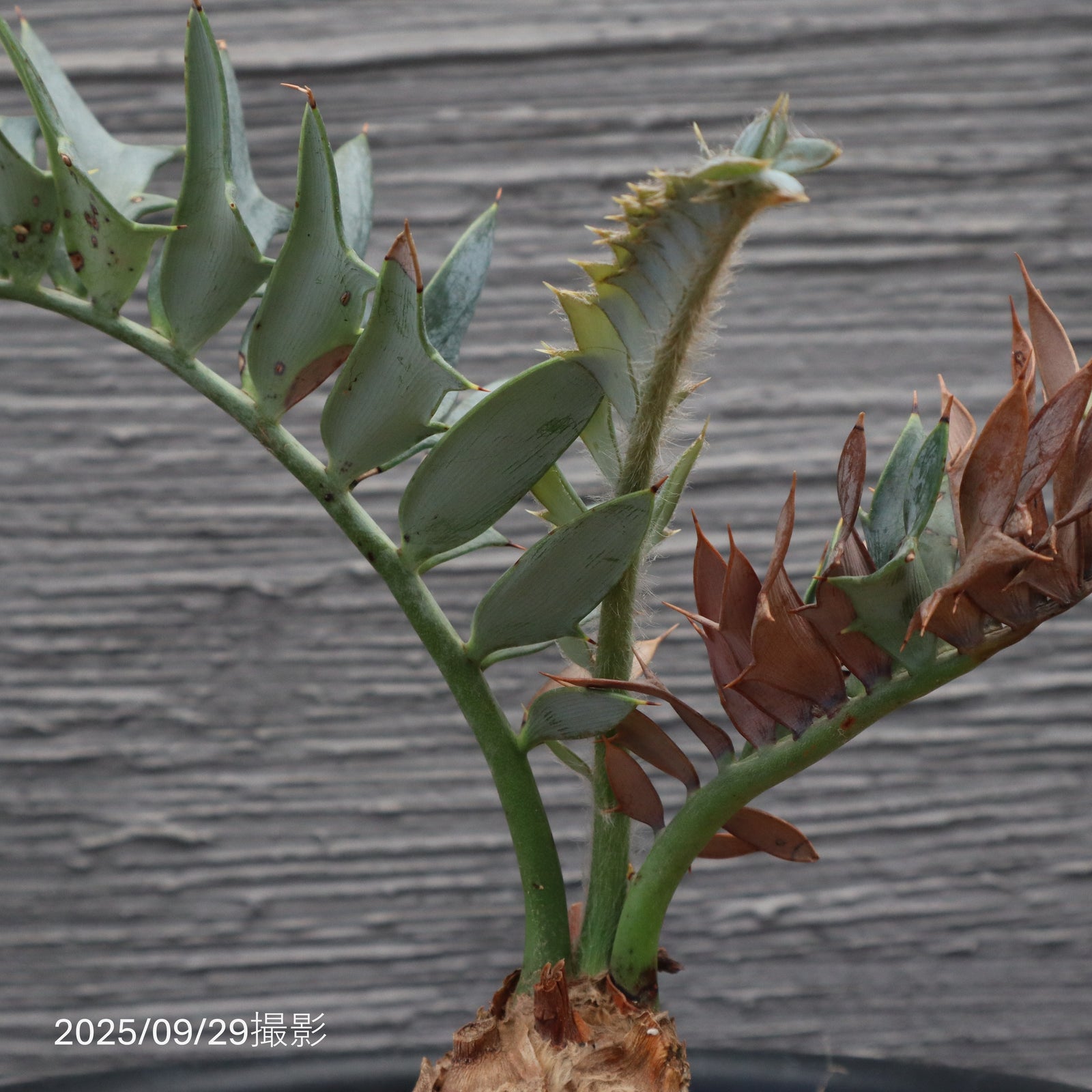 エンセファラルトスホリダス★アレナリウスカイルンシアナパキプス古木オリーブ エンセファラルトス ホリダス 61 – TaiShoDo ONLINE SHOP