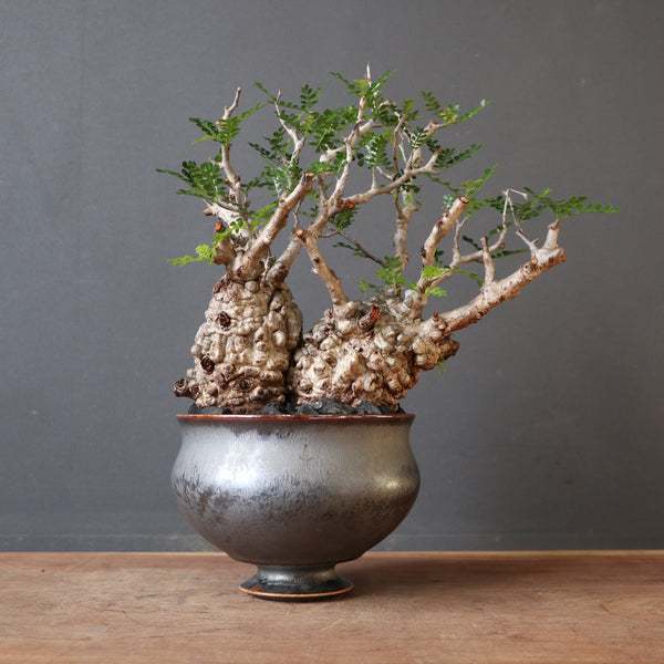 中川智治 大鉢 ロングポット 灌木 パキプス コーデックス 塊根 ユーフォルビア 中川智治 大鉢 ロングポット 灌木 パキプス コーデックス 塊根