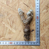 【ベアルート 】O.レピドカウリス 4