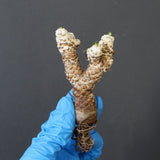 【ベアルート 】O.レピドカウリス 4