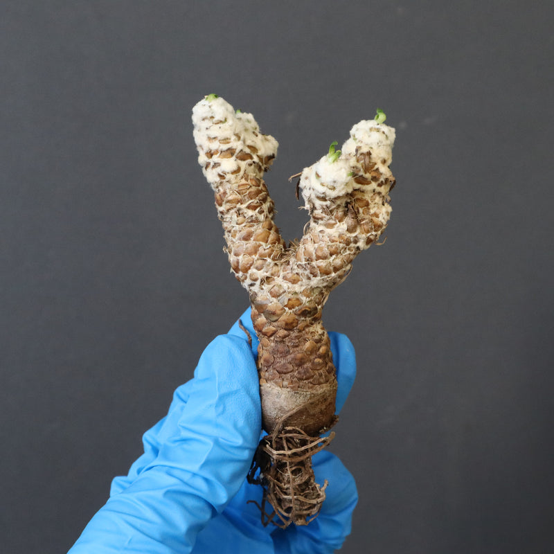 【ベアルート 】O.レピドカウリス 4