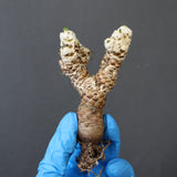 【ベアルート 】O.レピドカウリス 4