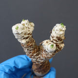 【ベアルート 】O.レピドカウリス 4