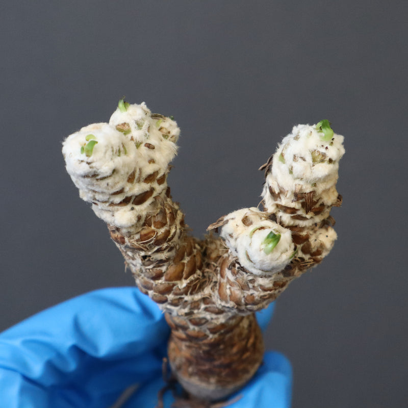 【ベアルート 】O.レピドカウリス 4