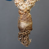 【ベアルート 】O.レピドカウリス 4