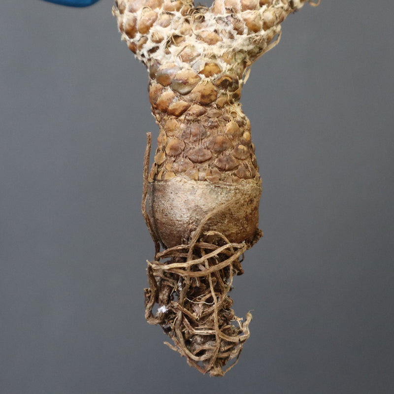 【ベアルート 】O.レピドカウリス 4