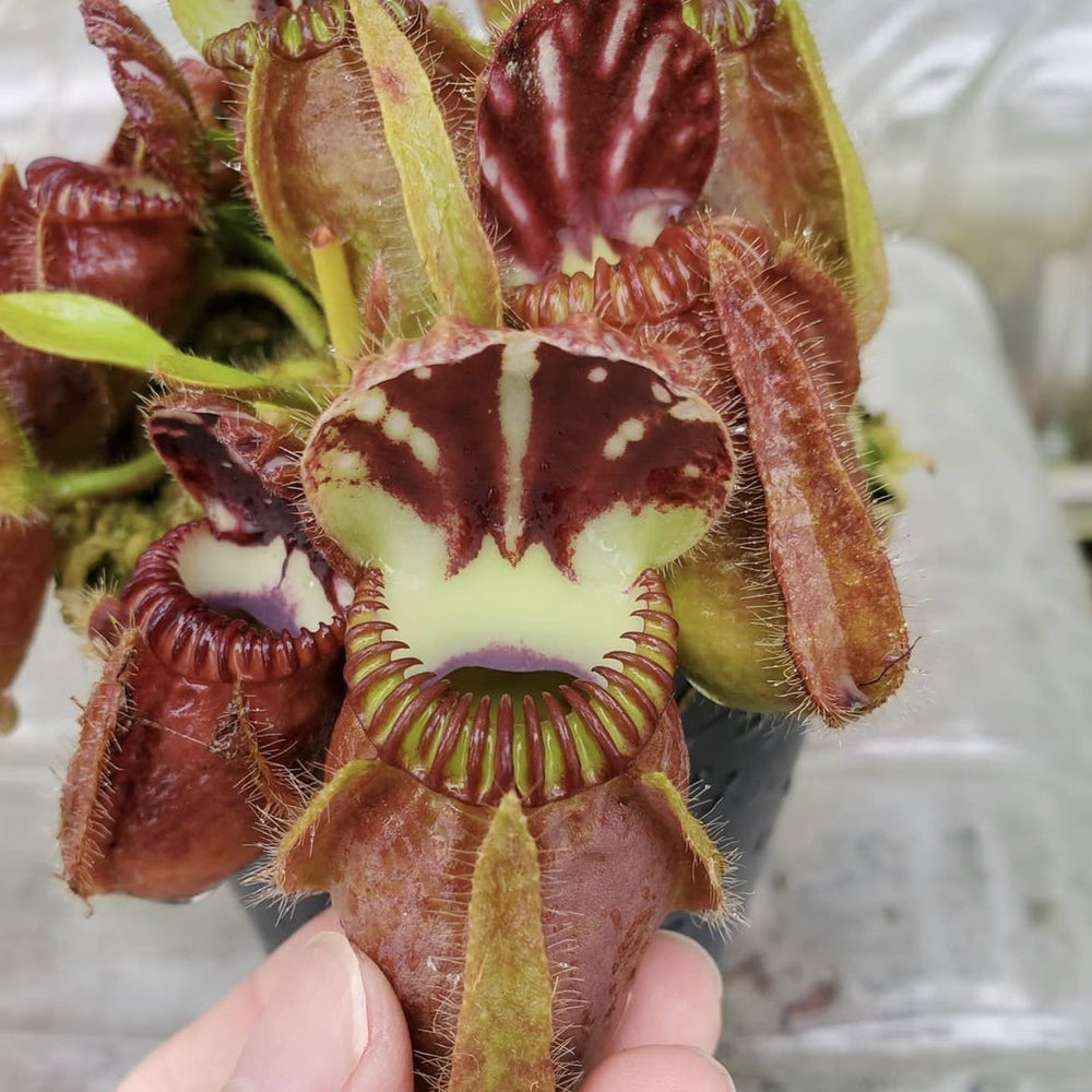 食虫植物】Cephalotus follicularis Giant Y's Lab（フクロノ
