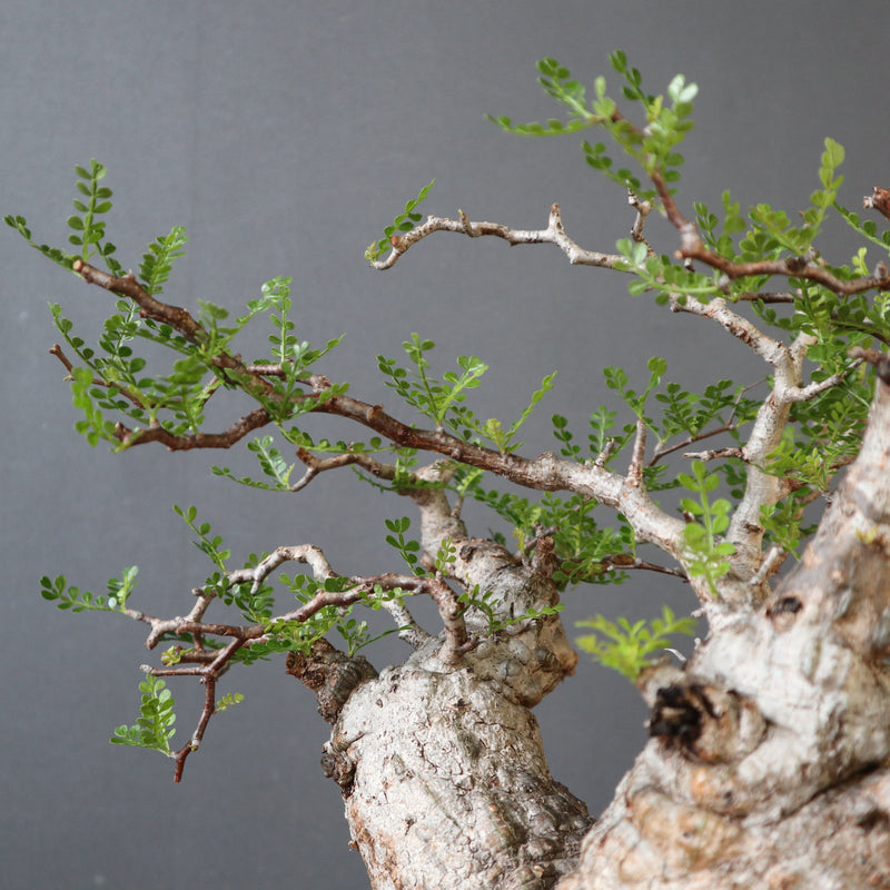 QUTOTEN.】O.パキプス 672 – TaiShoDo ONLINE SHOP