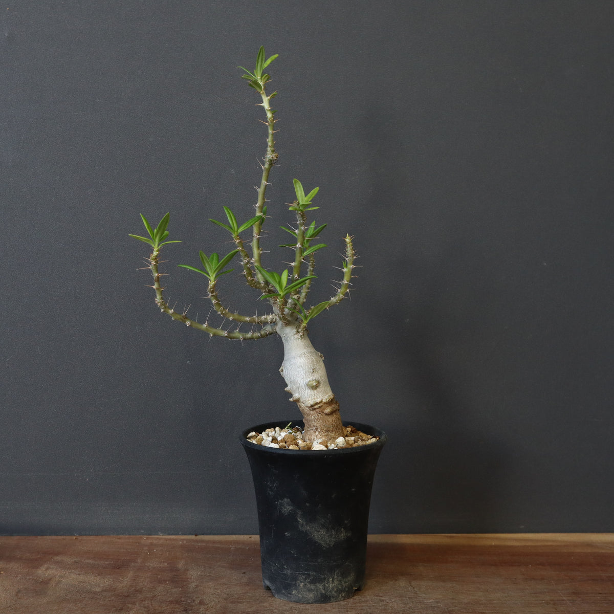 TaiShoDo ONLINE SHOP 塊根植物 多肉植物通販