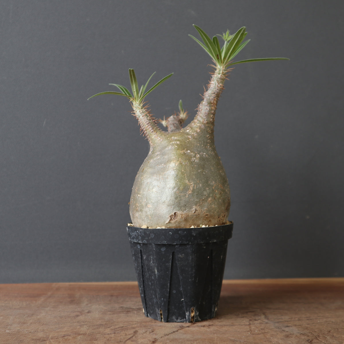 塊根植物 – 7ページ目 – TaiShoDo ONLINE SHOP