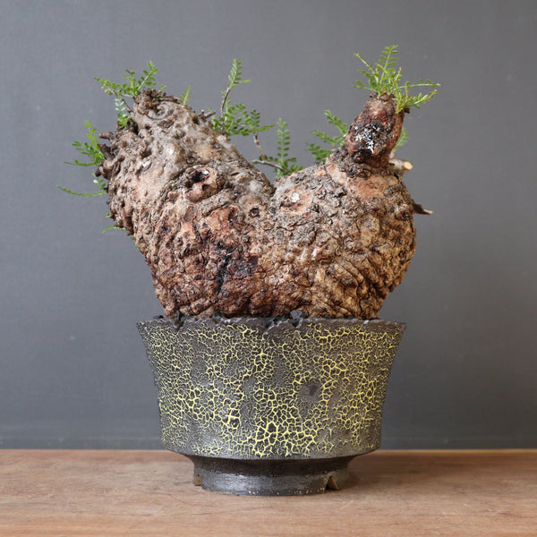 雷土陶器鉢】O.パキプス 715 – TaiShoDo ONLINE SHOP