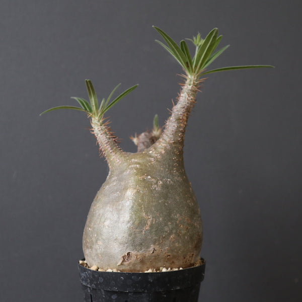 塊根植物 – 7ページ目 – TaiShoDo ONLINE SHOP
