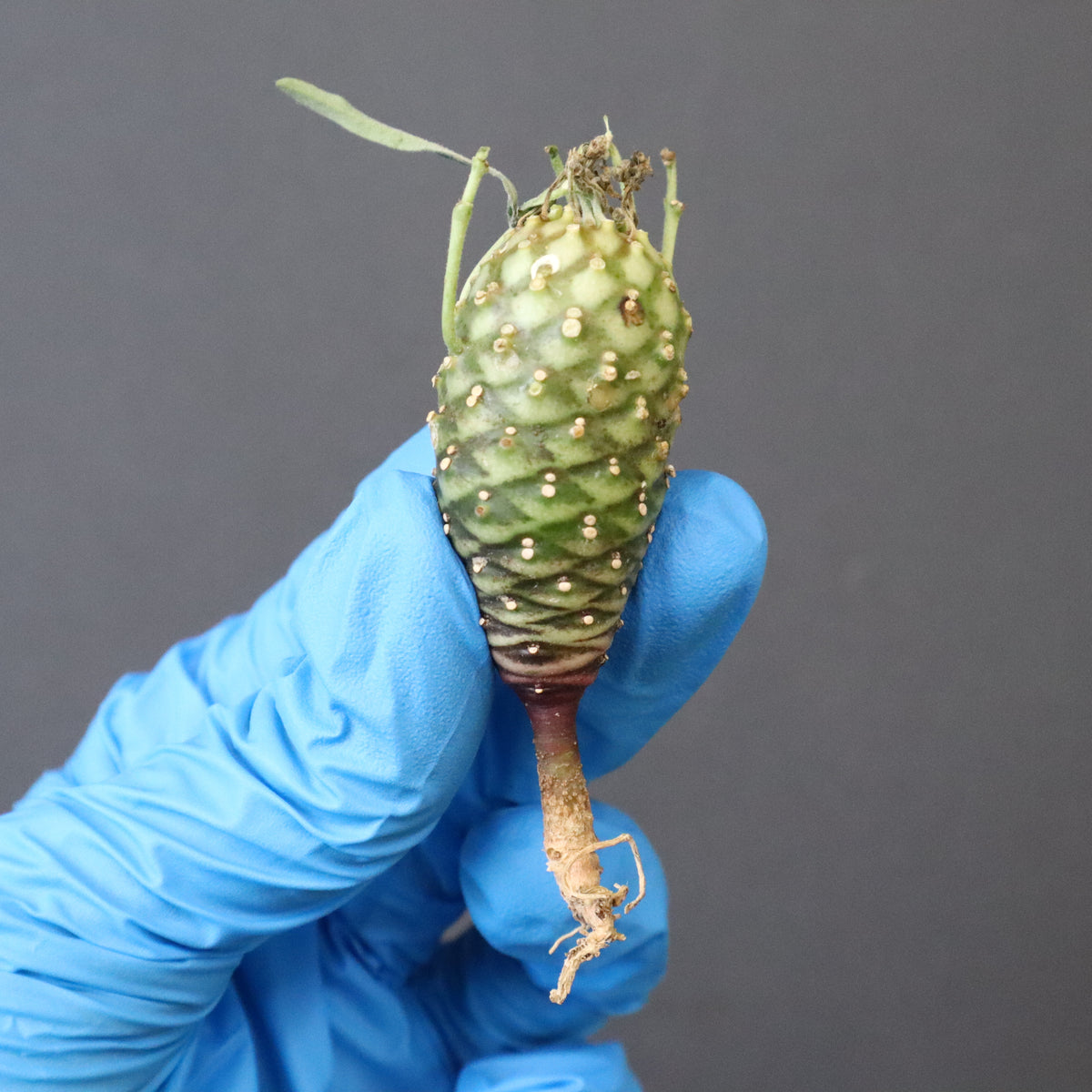 中型 塊根植物 生育中 bombax-300x200.jpg