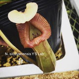 【食虫植物】N. sibuyanensis Y'S Lab